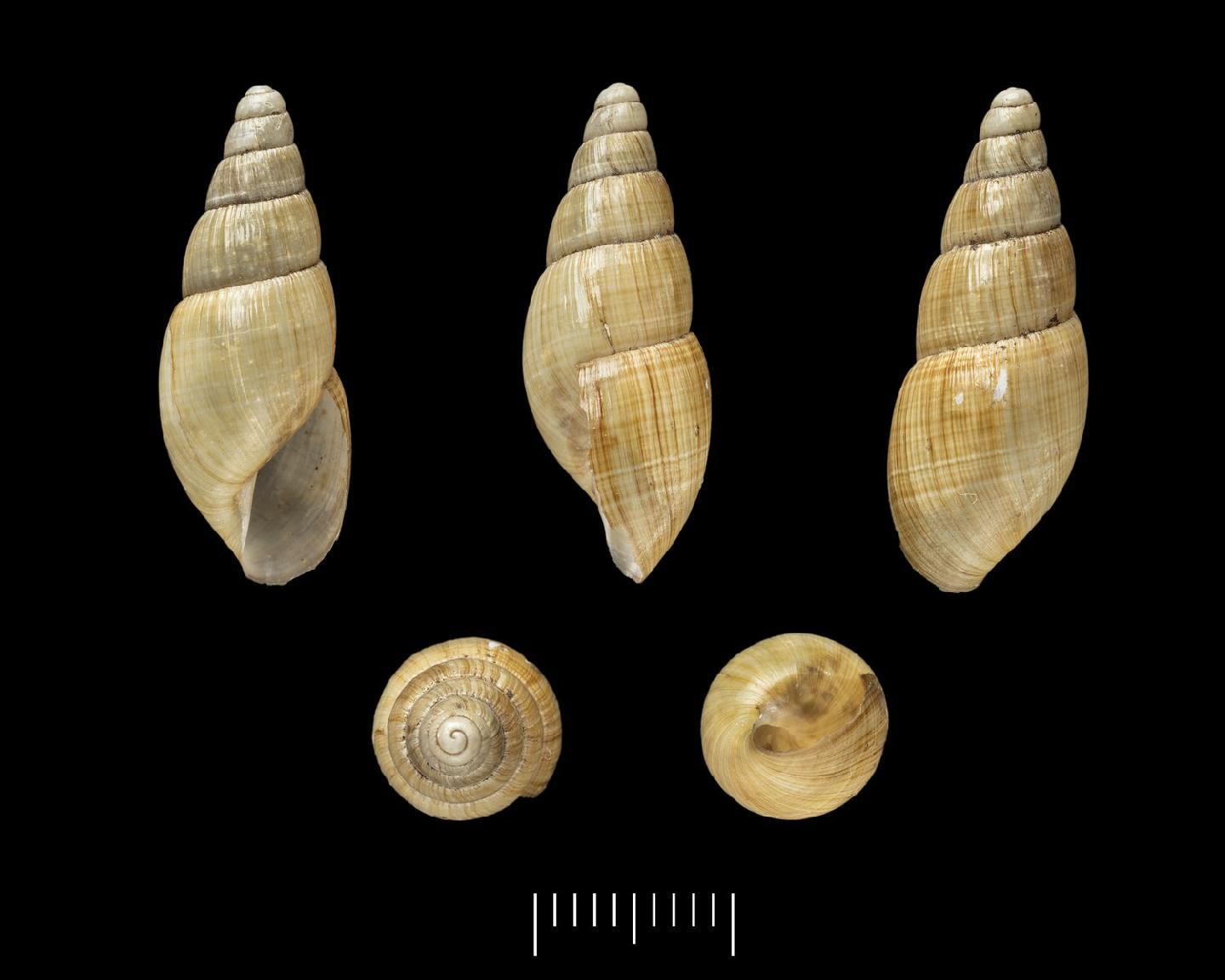 To NHMUK collection (Bulimus auratus Pfeiffer, 1846; SYNTYPE(S); NHMUK:ecatalogue:3512215)