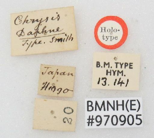 Chrysis fasciata var. daphne Smith, F., 1874 - Chrysis_fasciata_var_daphne-BMNH(E)#970905_type-labels