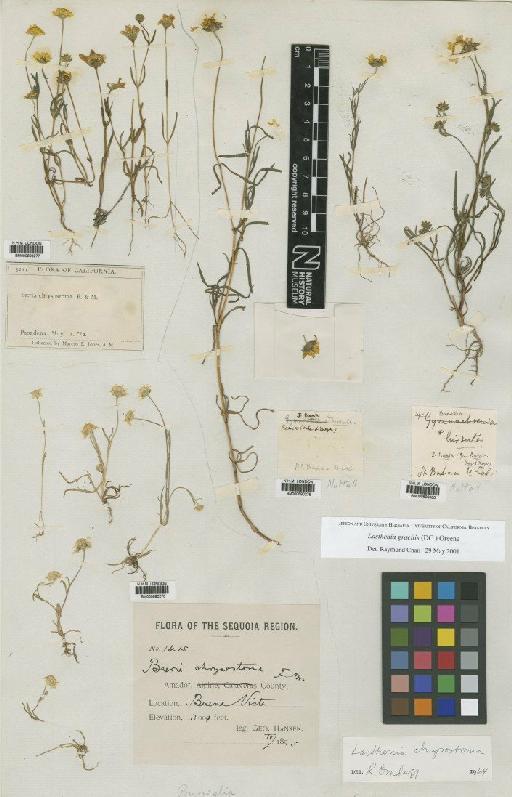 Lasthenia gracilis (DC.) Greene - BM000690277