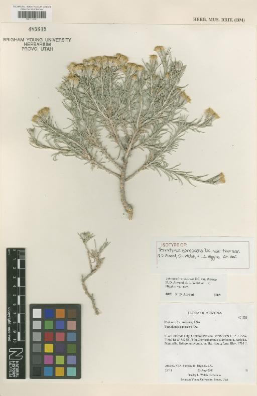 Tetradymia canescens var. thorneae N.D.Atwood, S.L.Welsh & L.C.Higgins - BM001209611