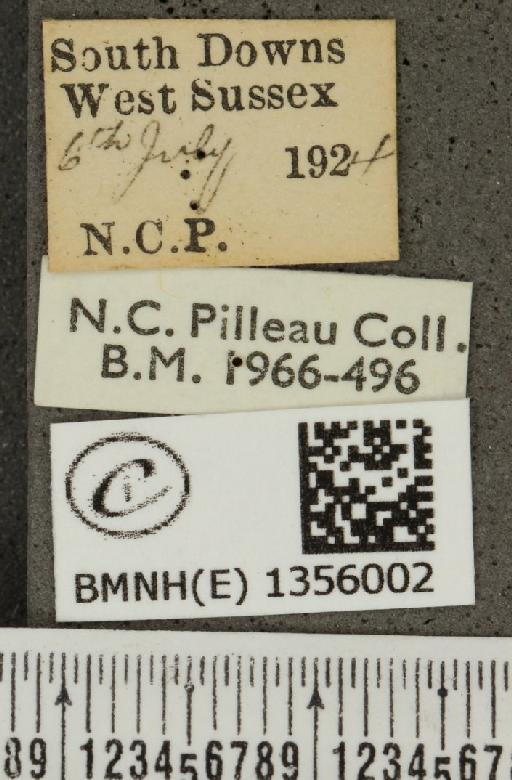 Plebejus argus argus ab. basijuncta Tutt, 1909 - BMNHE_1356002_label_153622