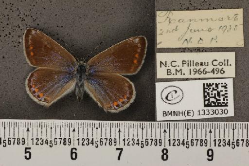 Polyommatus icarus icarus (Rottemburg, 1775) - BMNHE_1333030_140897