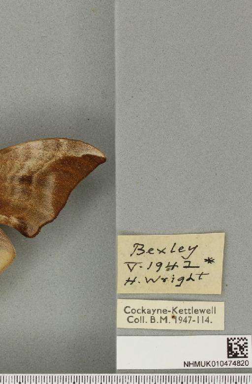 Smerinthus ocellata ab. pallida Tutt, 1902 - NHMUK_010474820_label_525156