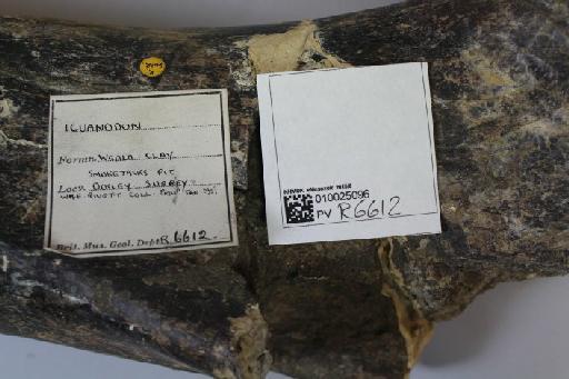 Iguanodon bernissartensis Boulenger, 1881 - 010025096_L010221066_(1)