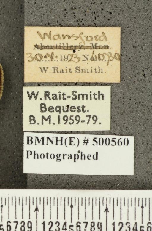 Carterocephalus palaemon (Pallas, 1771) - BMNHE_500560_label_175893