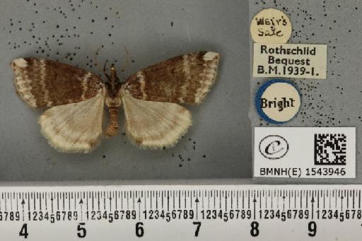 Tetheella fluctuosa ab. albilinea Cockayne, 1951 - BMNHE_1543946_236647