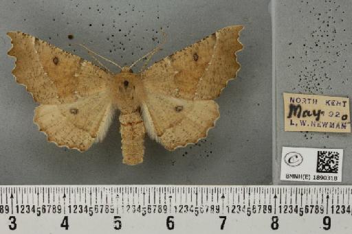 Odontopera bidentata (Clerck, 1759) - BMNHE_1890318_452405