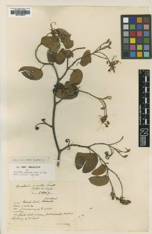 Bauhinia similis Craib - BM000958857