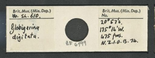 Beella digitata (Brady, 1879) emend. Banner and Blow, 1959 - ZF6199.jpg
