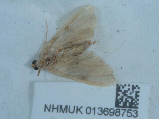 Agrotera nemoralis (Scopoli, 1763) - 013698753_1