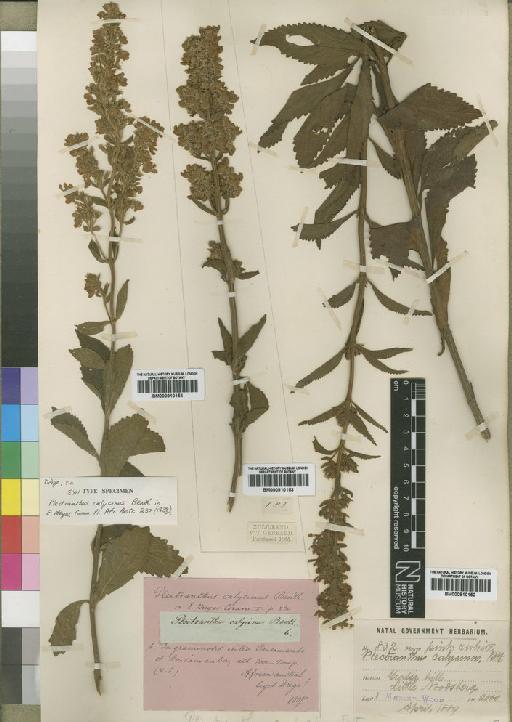 Plectranthus calycinus Benth. - BM000910154