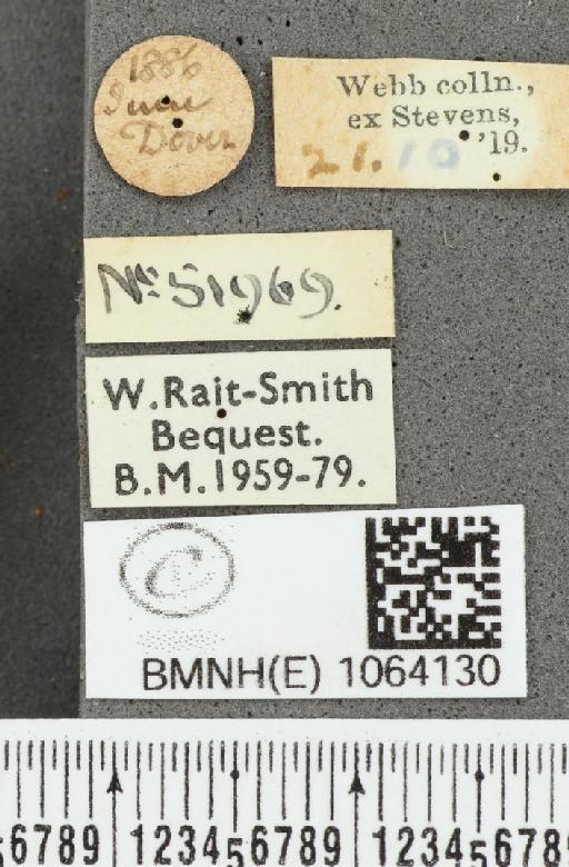 Coenonympha pamphilus ab. partimtransformis Leeds, 1950 - BMNHE_1064130_label_25294