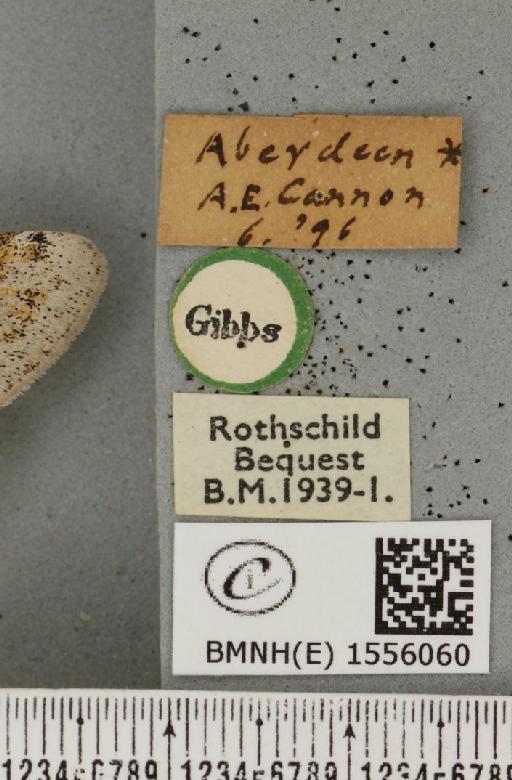 Dicallomera fascelina (Linnaeus, 1758) - BMNHE_1556060_label_255826