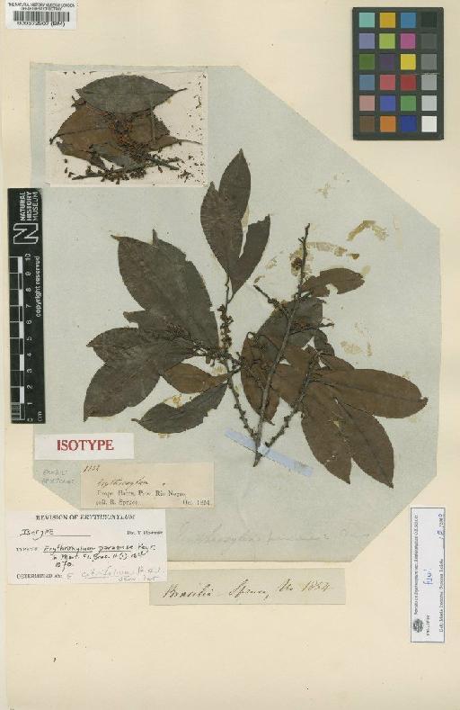 Erythroxylum citrifolium A.St.-Hil. - BM000572907