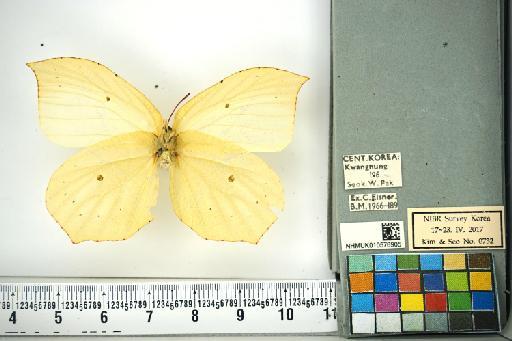 Gonepteryx aspasia infrasubspecies pultaina Doi, 1929 - NHMUK010576905_Gonepteryx_aspasia_Menetries_ventral