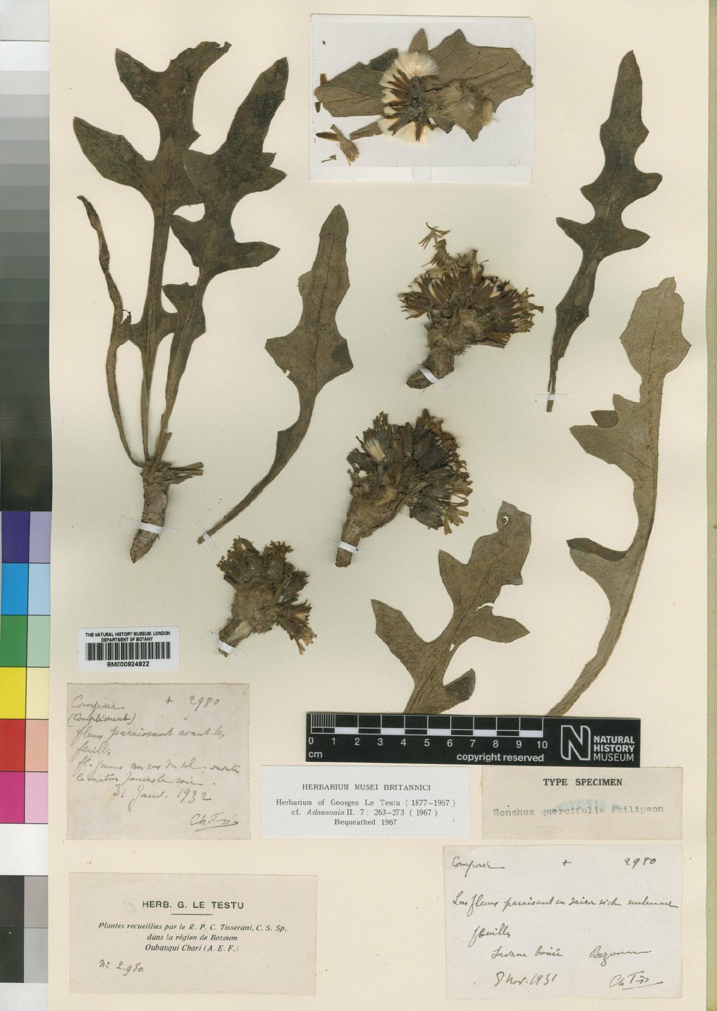 To NHMUK collection (Lactuca lasiorhiza (O.Hoffm.) Jeffrey; Type; NHMUK:ecatalogue:4553806)