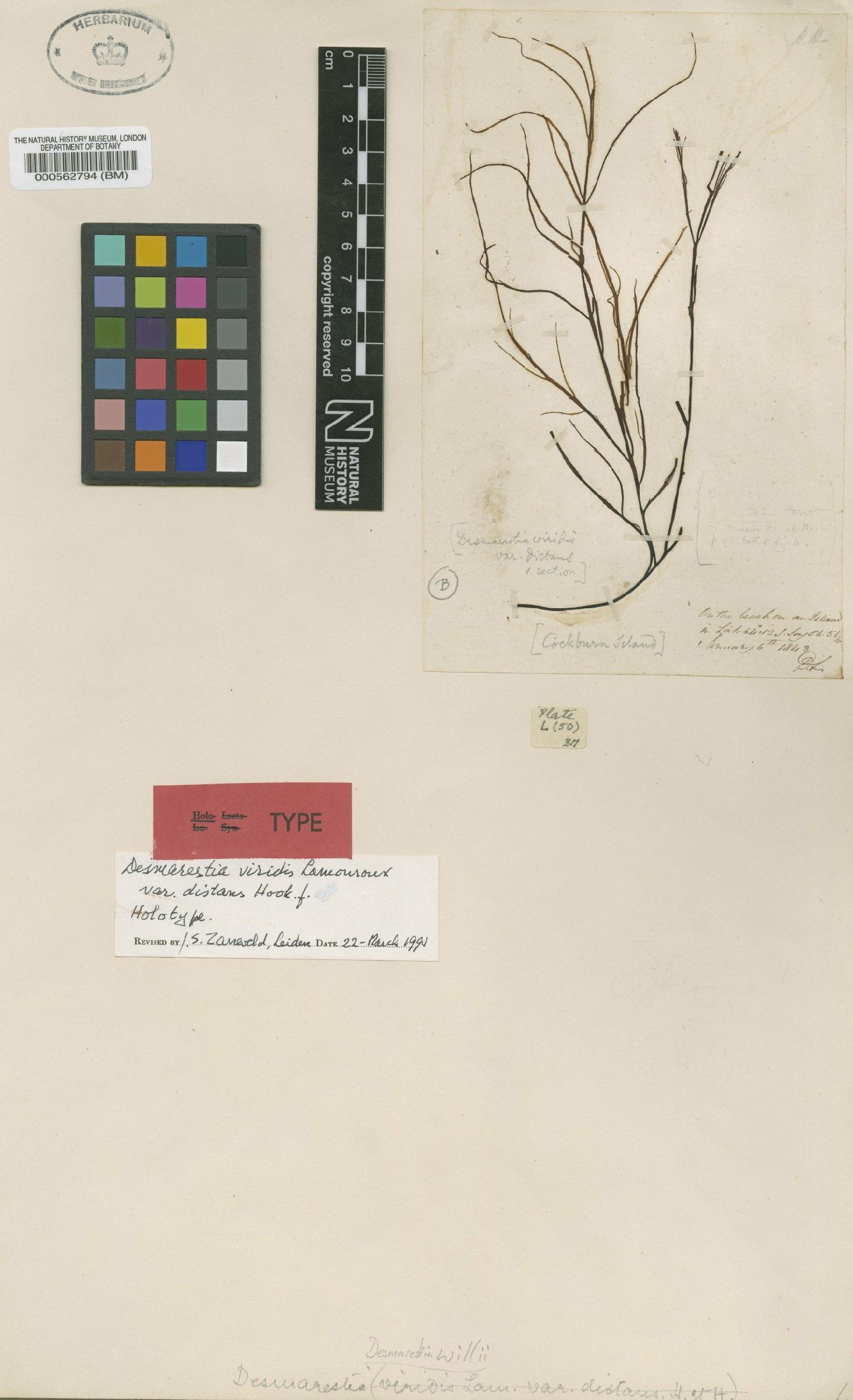 To NHMUK collection (Desmarestia willii Reinsch; Holotype; NHMUK:ecatalogue:4722279)