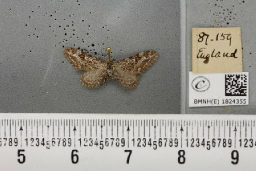 Eupithecia nanata (Hübner, 1813) - BMNHE_1824355_387103