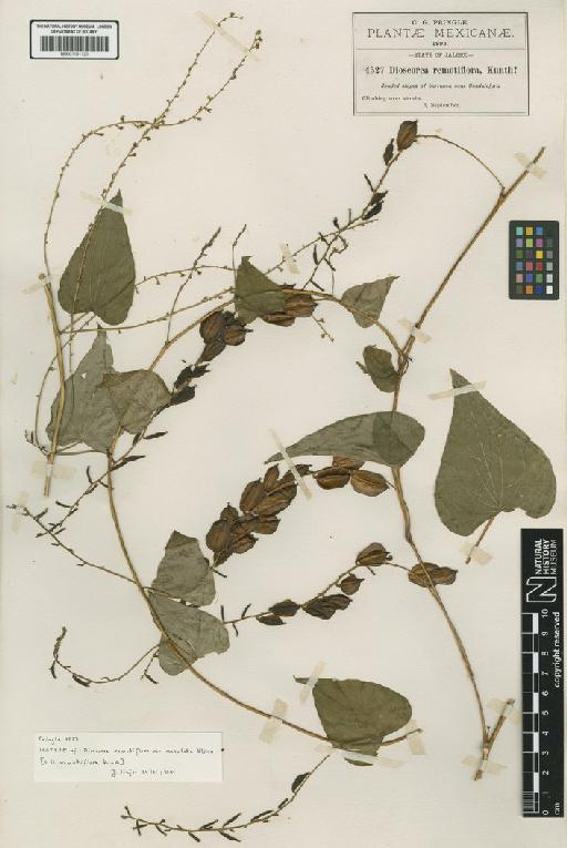 Dioscorea remotiflora Kunth - BM001191135