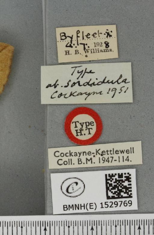 Euthrix potatoria ab. sordidula Cockayne, 1951 - BMNHE_1529769_label_202469