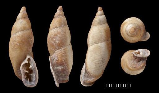 Bulimus grayanus Pfeiffer, 1845 - 20110387, SYNTYPE, Bulimus grayanus Pfeiffer, 1845