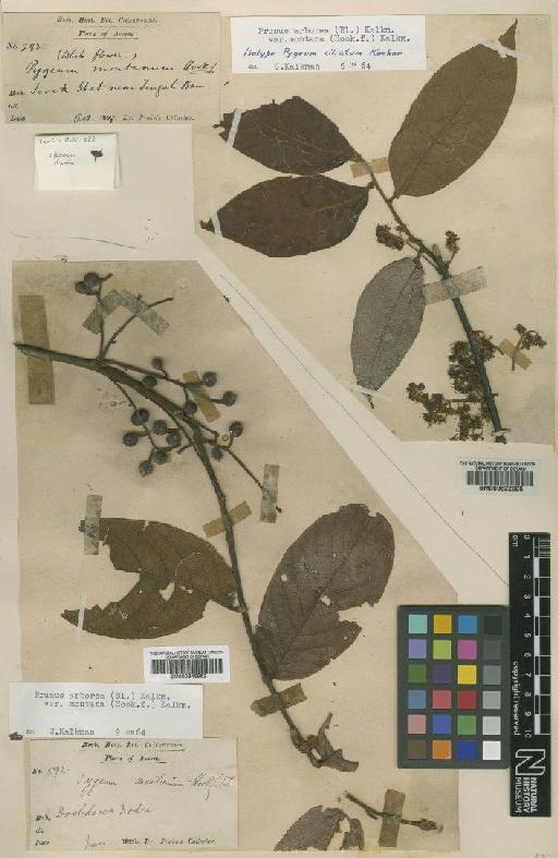 Prunus arborea var. montana (Hook.f.) Kalkman - BM000622026