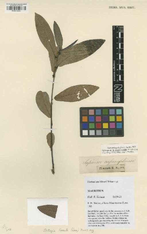 Stillingia lineata var. obtusifolia (Lam.) Baill. - BM001125272