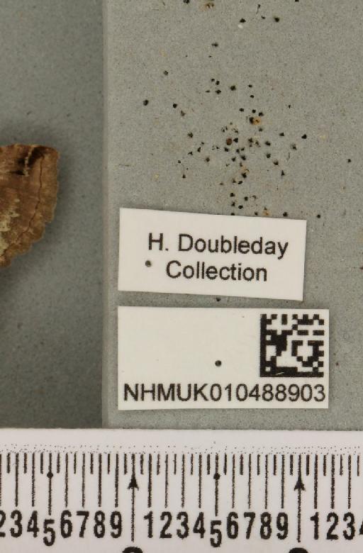 Abrostola tripartita (Hufnagel, 1766) - NHMUK_010488903_label_552325
