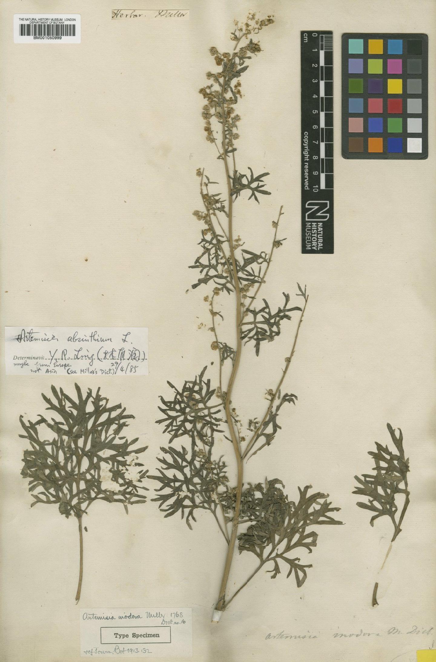 To NHMUK collection (Artemisia absinthium L.; Type; NHMUK:ecatalogue:2414352)