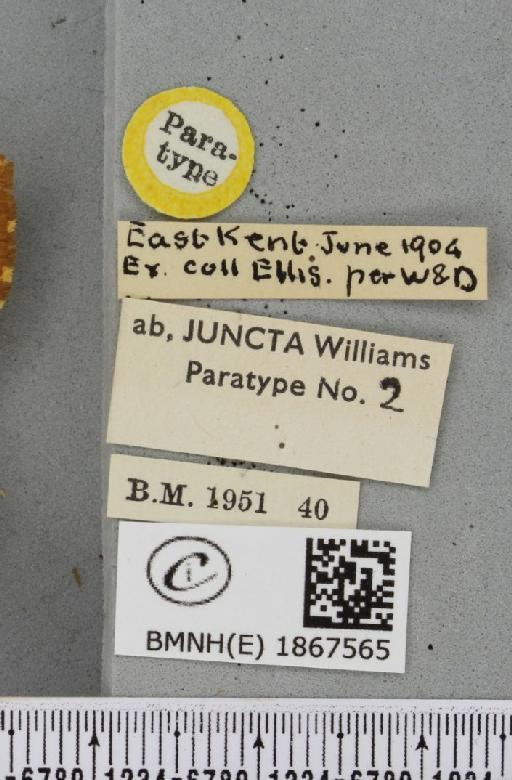 Angerona prunaria ab. juncta Williams, 1947 - BMNHE_1867565_label_439745