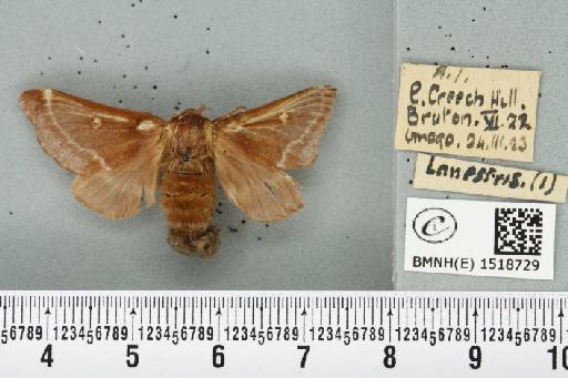 Eriogaster lanestris (Linnaeus, 1758) - BMNHE_1518729_260045