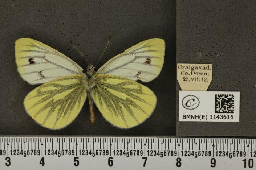 Pieris napi britannica Müller & Kautz, 1939 - BMNHE_1143616_91376