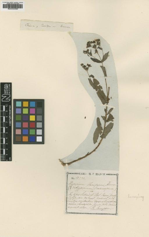 Hypericum sampsonii Hance - BM000946450