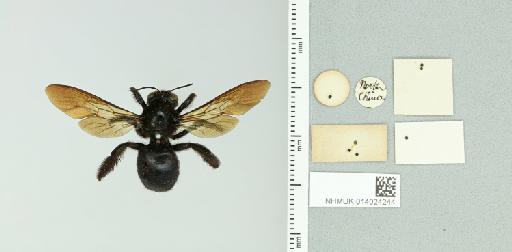 Xylocopa (Biluna) pictifrons Smith, F., 1852 - 014024244_additional