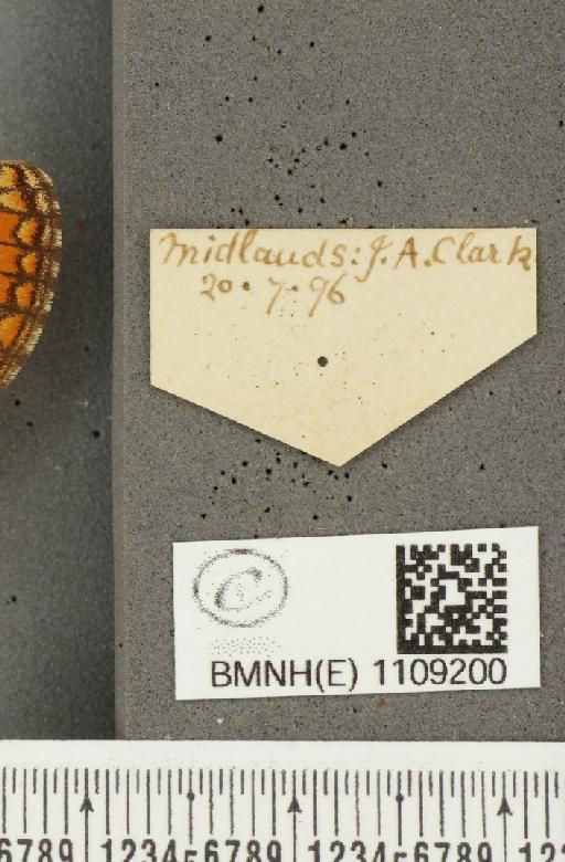 Euphydryas aurinia (Rottemburg, 1775) - BMNHE_1109200_label_50783