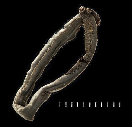 Scionella lornensis Pearson, 1969 - 1968.15 ; Terebellidae; view2; Polychaeta type image project