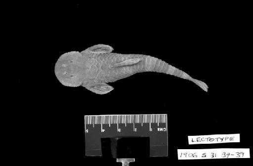 Loricaria steinbachi Regan, 1906 - L.steinbachi LECTOTYPE 1906.5.31.37 (dorsal)
