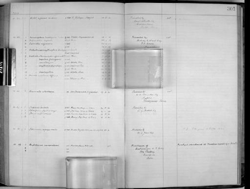 Cisticola erythrops nyasa - Zoology Accessions Register: Aves (Skins): 1916 - 1920: page 305