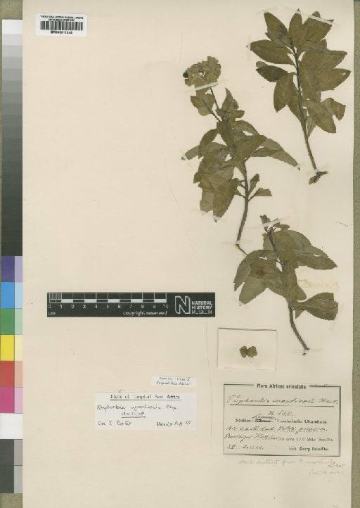 Euphorbia ugandensis Pax & K.Hoffm. - BM000911245