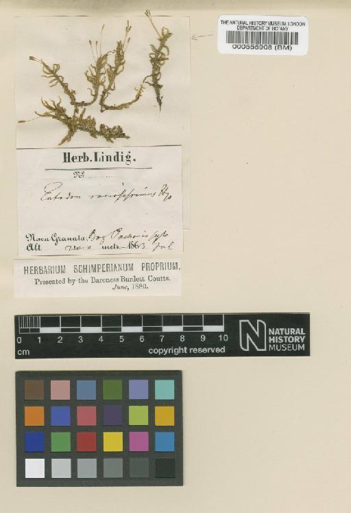 Entodon ramosissimus Hampe - BM000555908_a