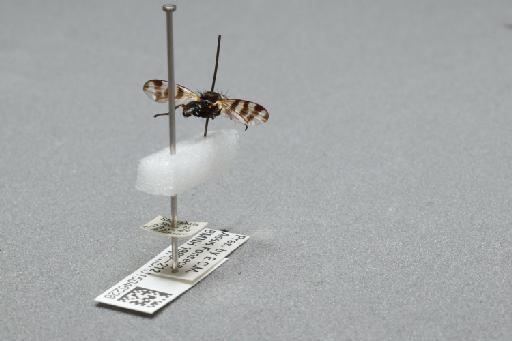 Ceroxys urticae (Linnaeus, 1758) - 015046226_additional_1