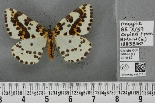Abraxas grossulariata (Linnaeus, 1758) - BMNHE_1883351_439239