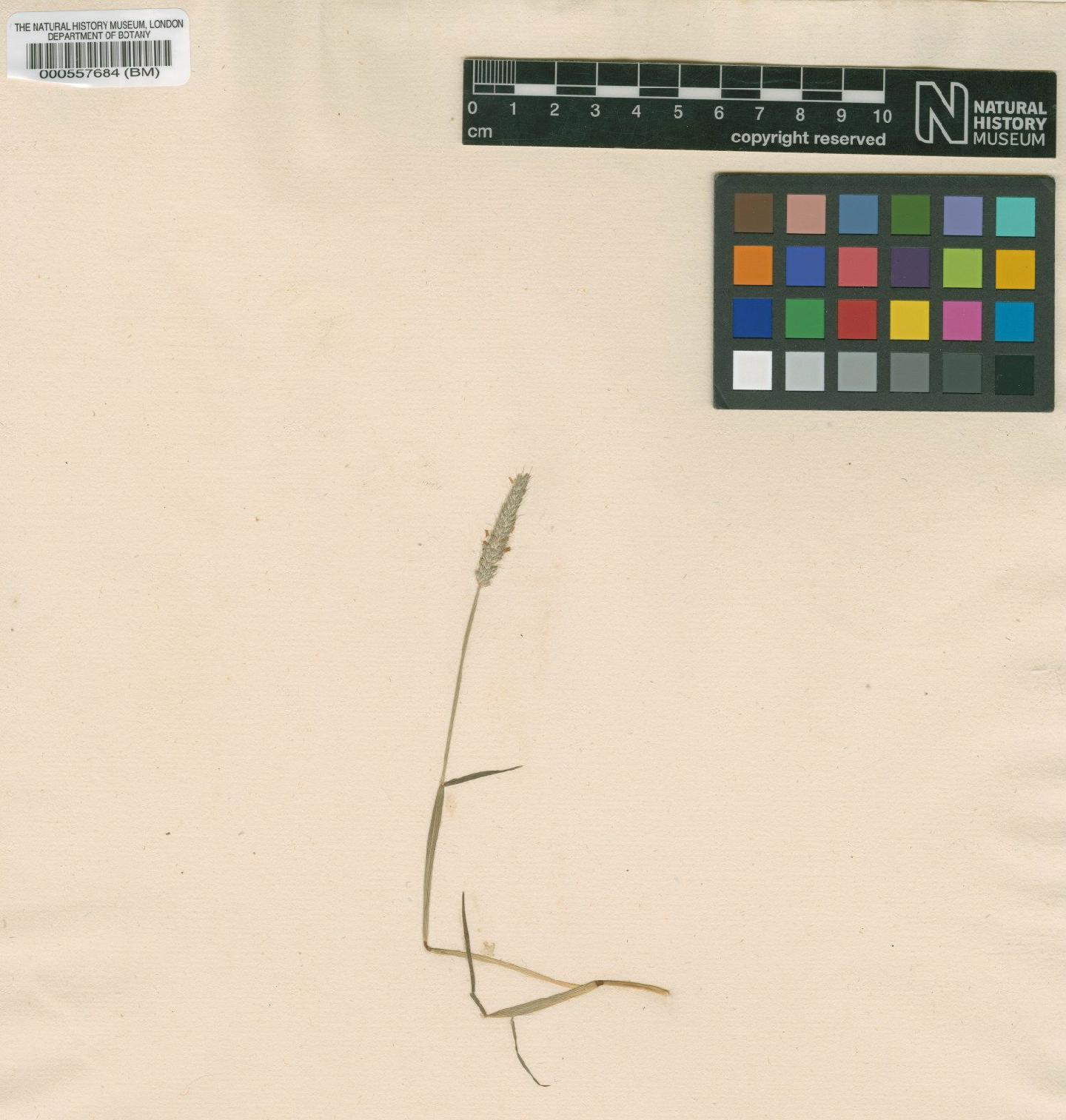 To NHMUK collection (Alopecurus geniculatus L.; Original material; NHMUK:ecatalogue:4695233)