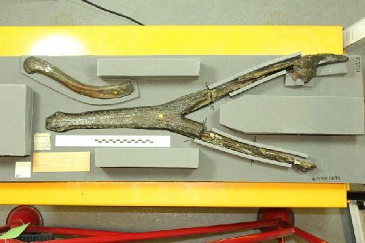 Neosteneosaurus edwardsi - 010029183_L010092904 (2)