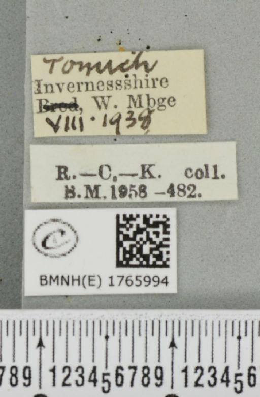 Dysstroma citrata citrata ab. pseudopythonissata Müller, 1931 - BMNHE_1765994_label_351546