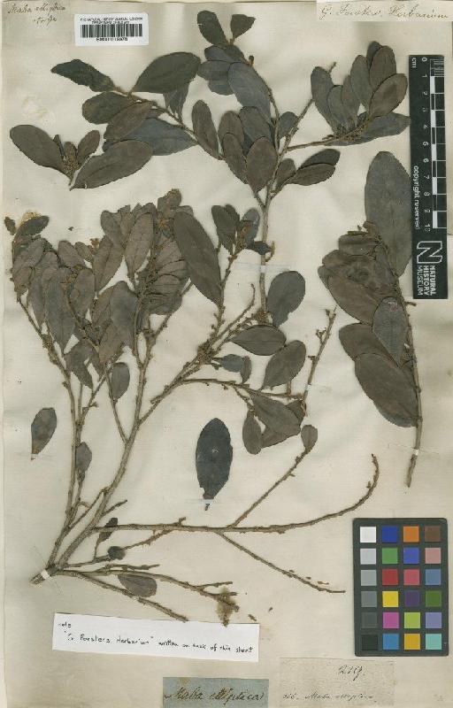 Diospyros ellipticifolia (Stokes) Bakh. - BM001015978
