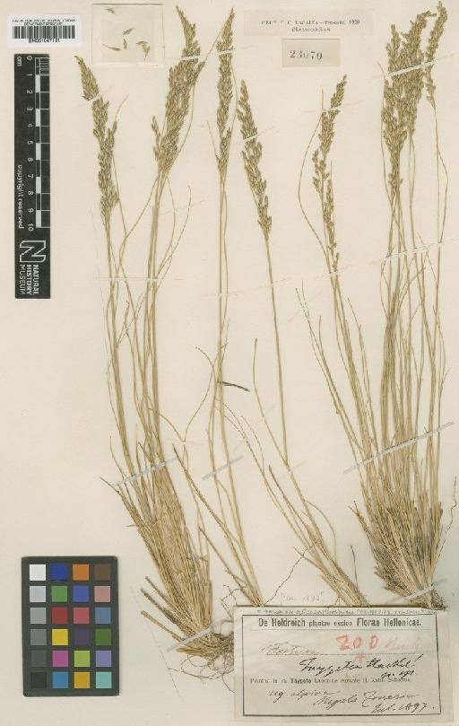 Festuca cyllenica Boiss. & Heldr. - BM001067161