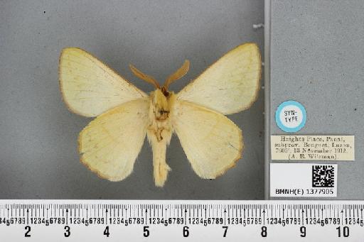 Trabala subadra Roepke, 1951 - BMNH(E) 1377905 Trabala subadra male ST ventral and labels