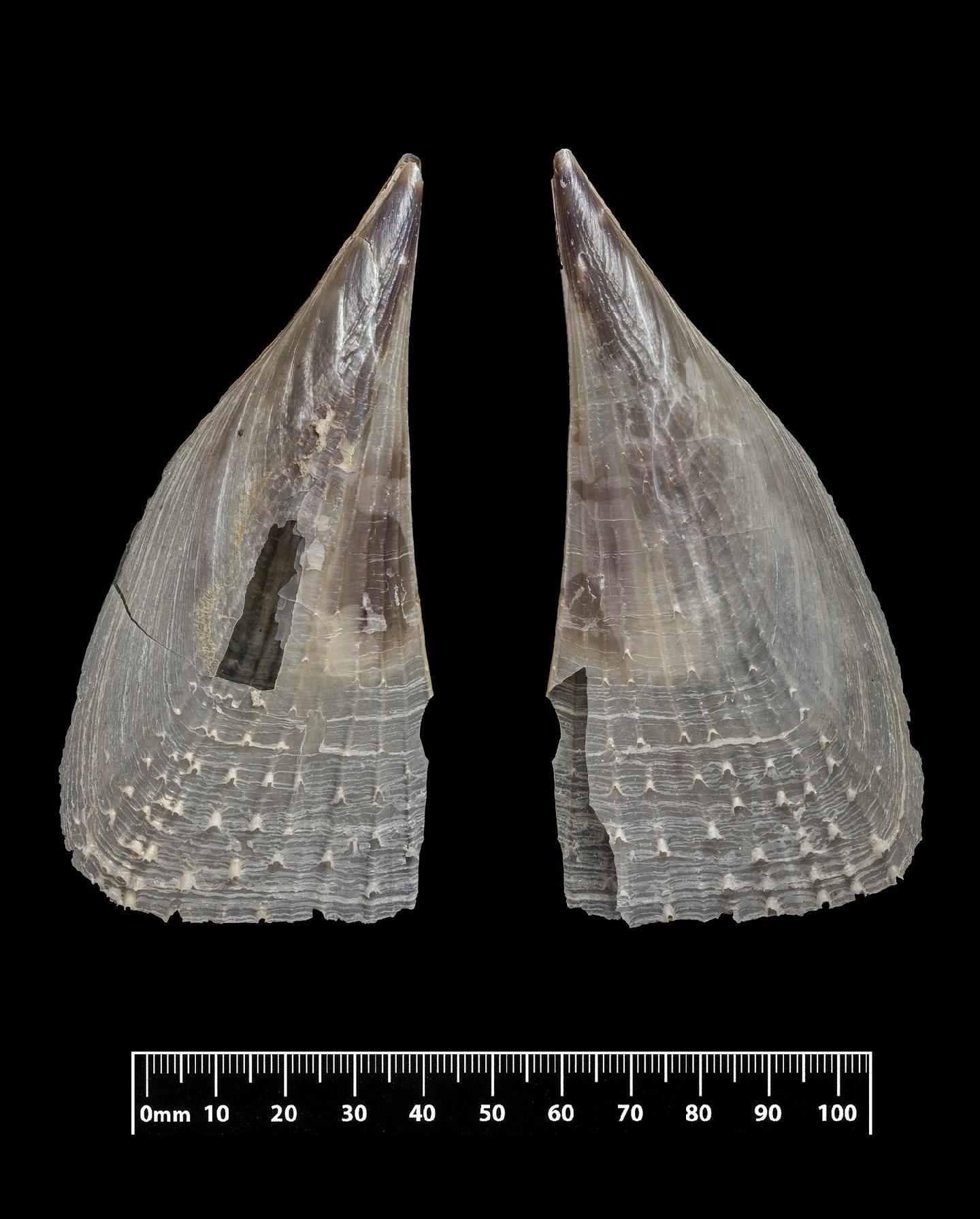 To NHMUK collection (Pinna ramulosa Reeve, 1858; HOLOTYPE & PARATYPE(S); NHMUK:ecatalogue:2439771)