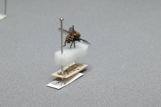 Sarcophaga (Myorhina) nigriventris Meigen, 1826 - 015092336_additional_1